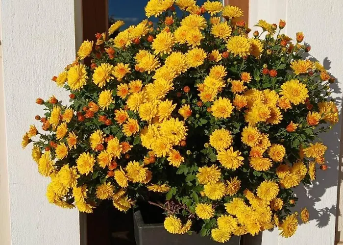 Effie's House Visoká