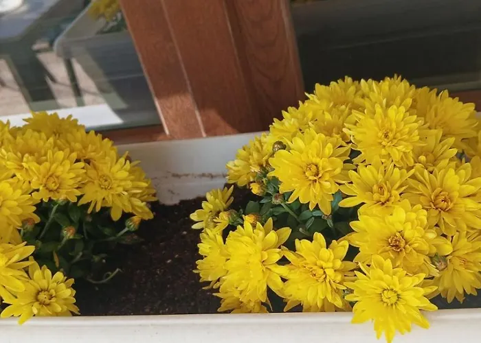 Effie's House Appartement *